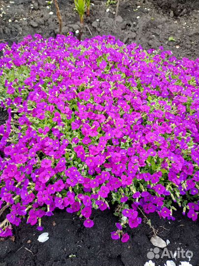 Весенние многолетники часть 1