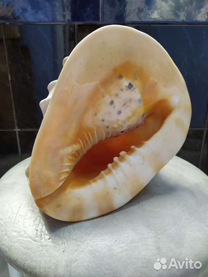 Ракушка большая для дизайна интерьера. Натуральная
