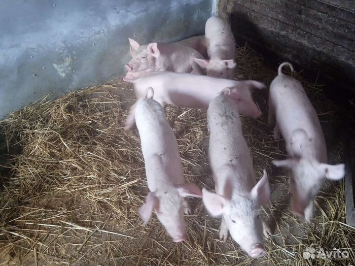 Поросята