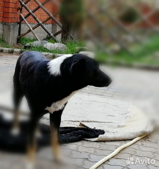 Собака