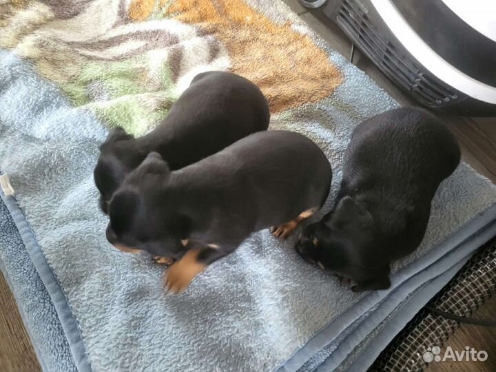 Собака ягдтерьер