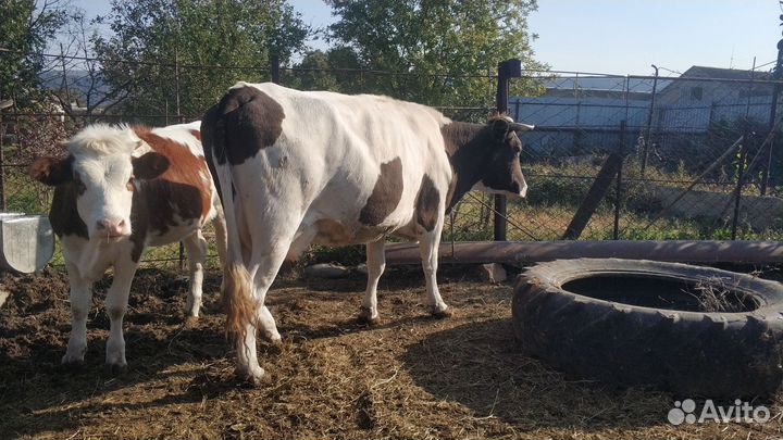 Корова,телка