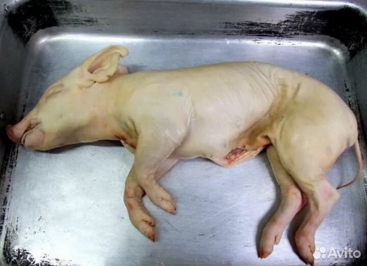 Молочные поросята