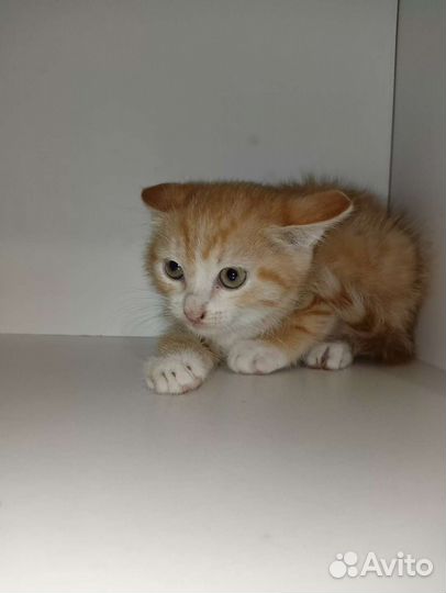 Милейшая рыженькая кошечка