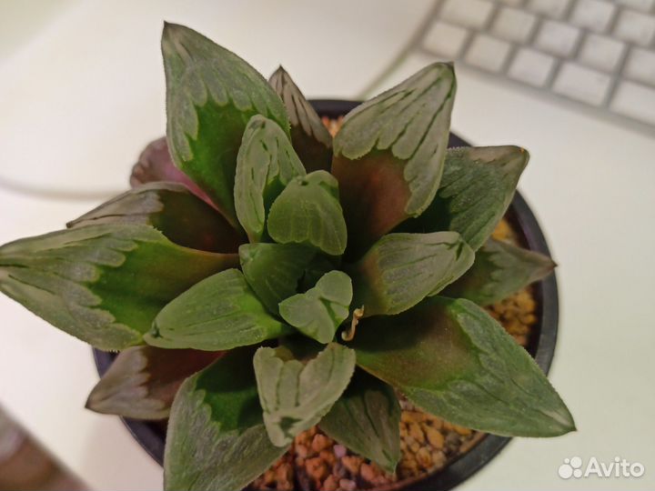 Суккуленты Замиокулькас Алое Хавортия