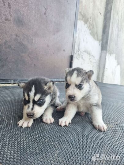 Щенки хаски