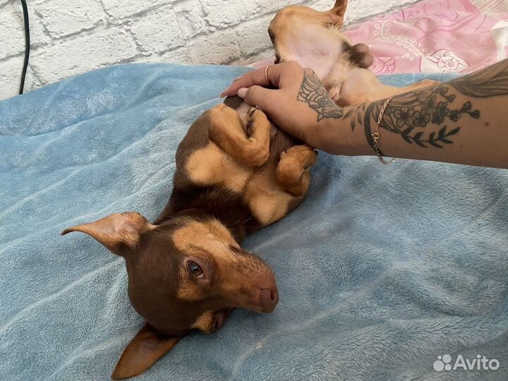 Мини той-терьер вязка