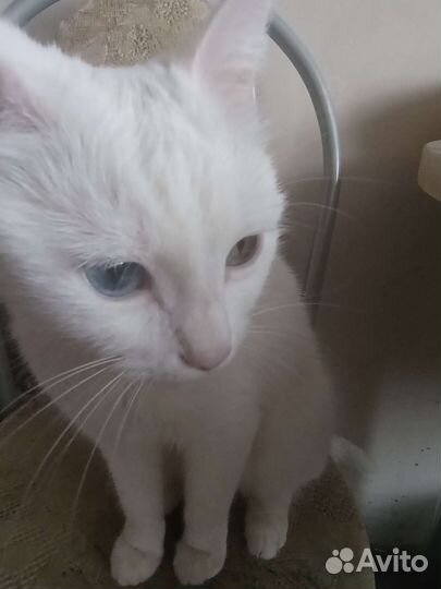 Турецкая ангора