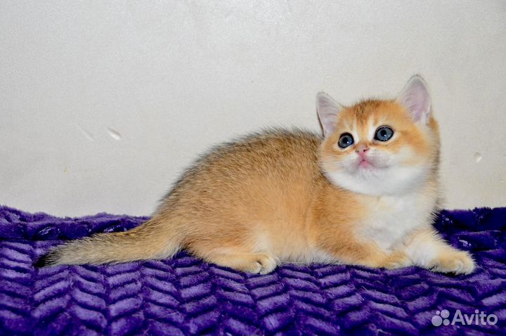 Шотландская девочка