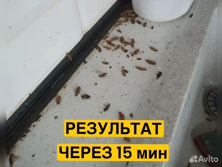 Уничтожение клопов тараканов мух блох Дезинфекция