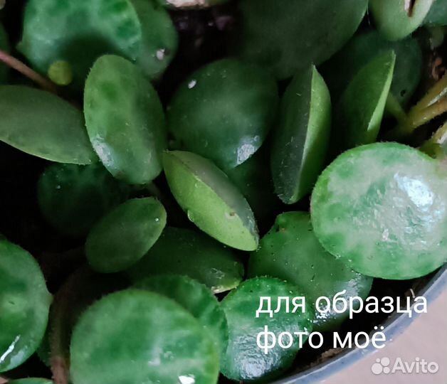 Цветы разные(часть 5)