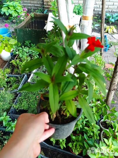 Лихнис Везувий