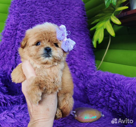 Мальтипу мини, микро, есть черныебебиф, доставка