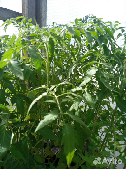 Рассада помидор