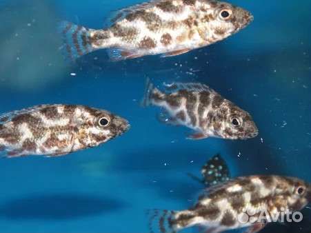 Цихлиды Малави. Нимбохромис Ливингстона