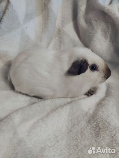 Морские свинки калифорния