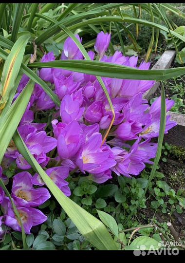 Луковицы безвременника