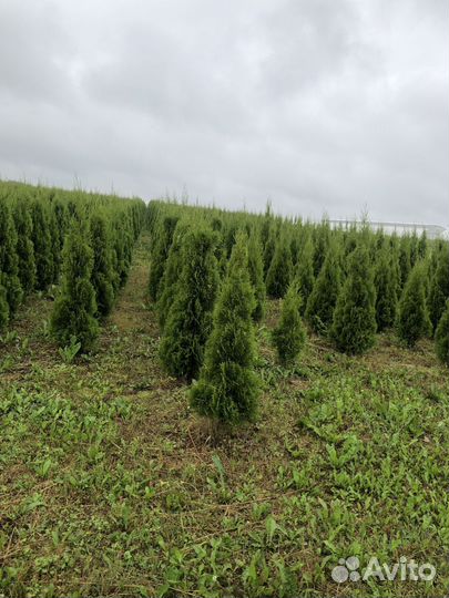 Туи с доставкой