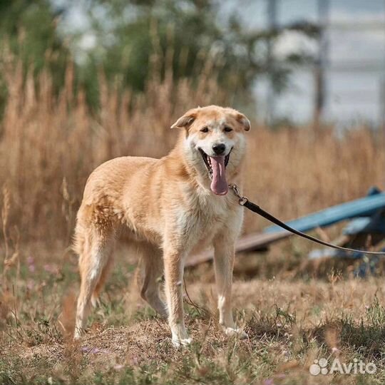 Собака в добрые руки