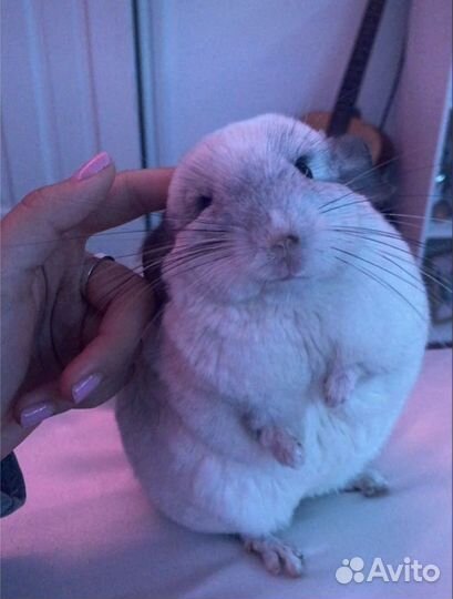 Шиншиллы разных окрасов от заводчика