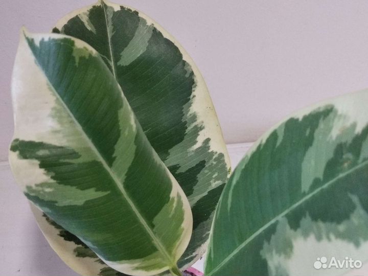 Фикусы. Тинеке