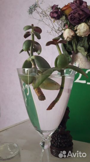 Комнатные растения