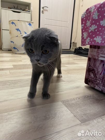 Британская вислоухая кошка