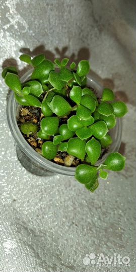 Суккуленты