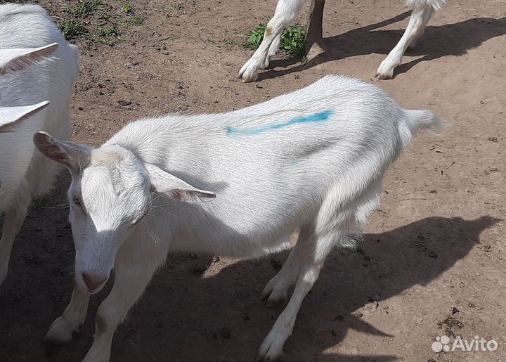 Зааненские козочки