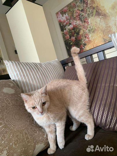 Котик 7 мес кастрирован