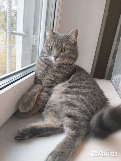 Отдам в добрые руки кошечку