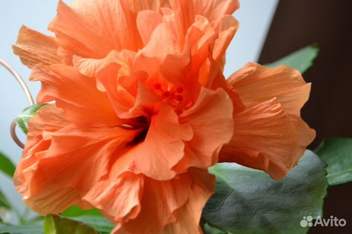 Гибискусы комнатные, Читайте текст