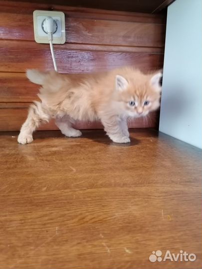 Рыжий котенок в добрые руки