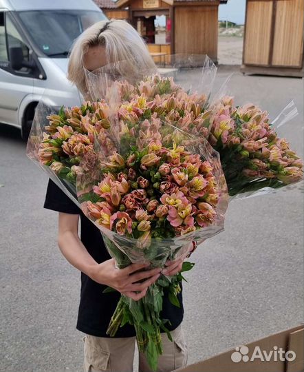 Альстромерия цветы опт