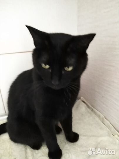 Жизнь у кота одна и так мало времени для радости