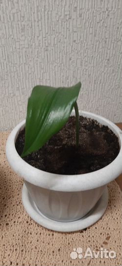 Эухарис амазонская лилия