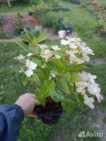 Гортензия Полистар