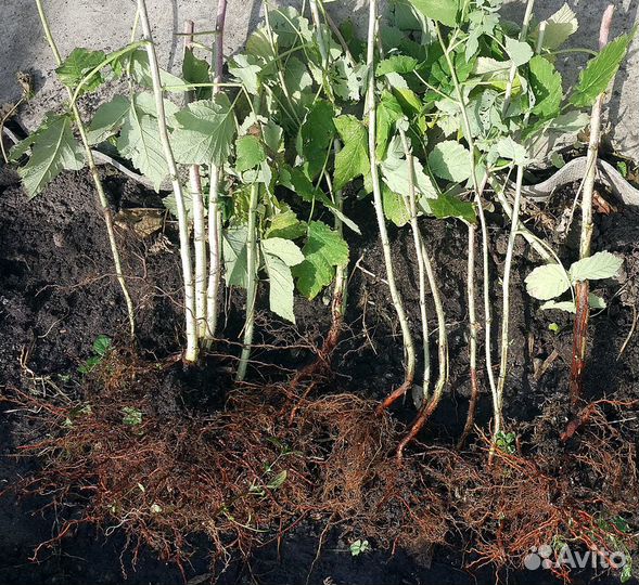 Саженцы малины рем.- урожайной и крупноплодной