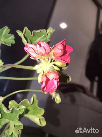 Пеларгония герань цветущая тюльпановидная