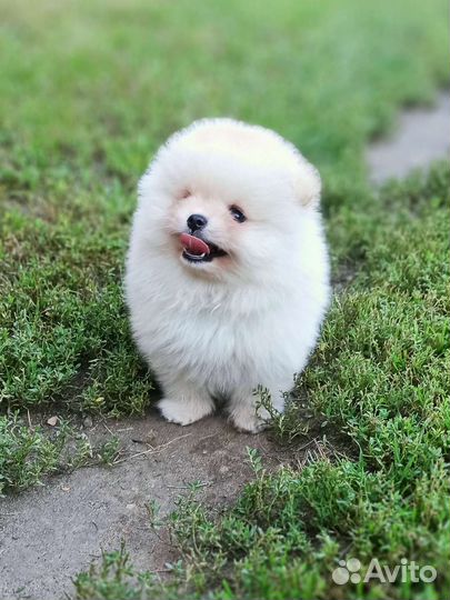 Кремовые мальчик и девочка РКФ