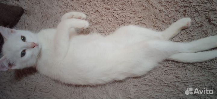 Котенок девочка ищет добрые руки