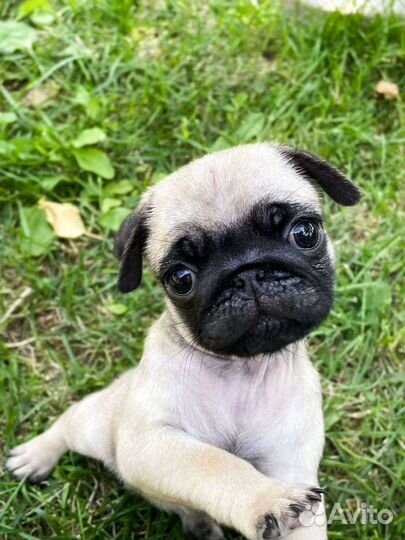 Щенки мопса