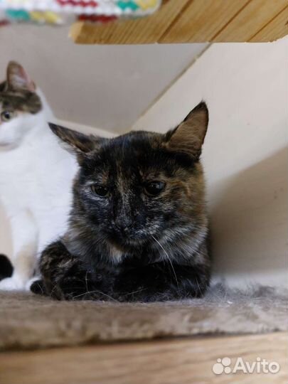 Кошечка Чуня