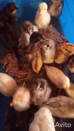 Цыплята и куры брама