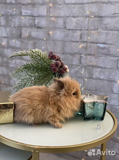 Царские Кролики