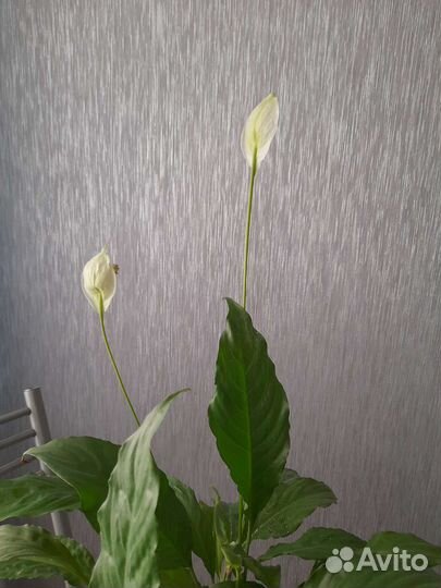 Спатифиллум. 