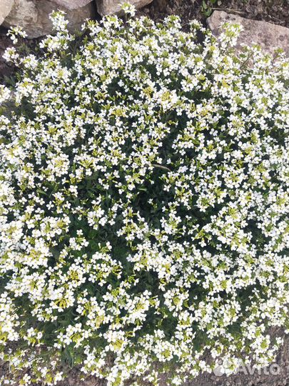 Арабис, тимьян, незабудка садовая и почвопокровная