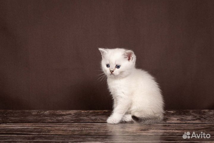 Шотландская