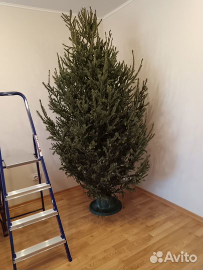 Ель живая