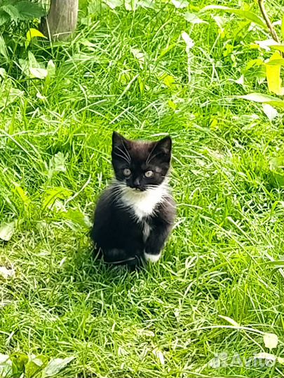 Котенок в добрые руки, бесплатно